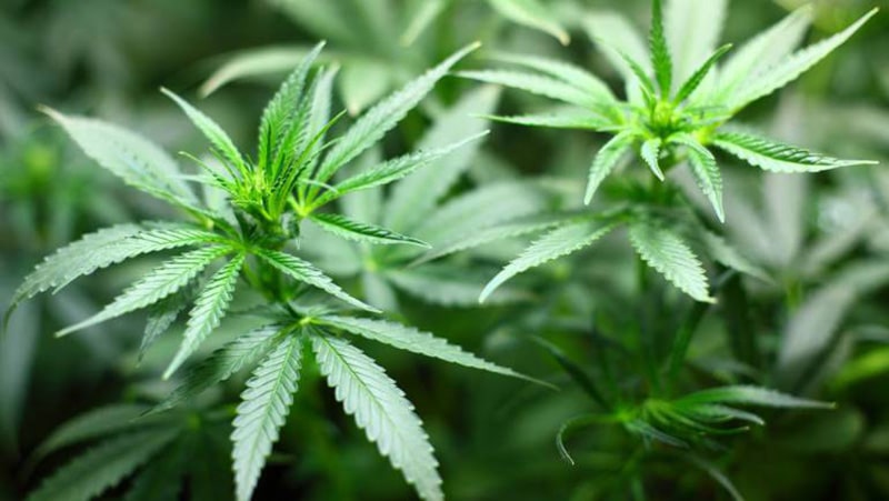 Cannabis Light Legalita Chiarezza Sequestro Vieste