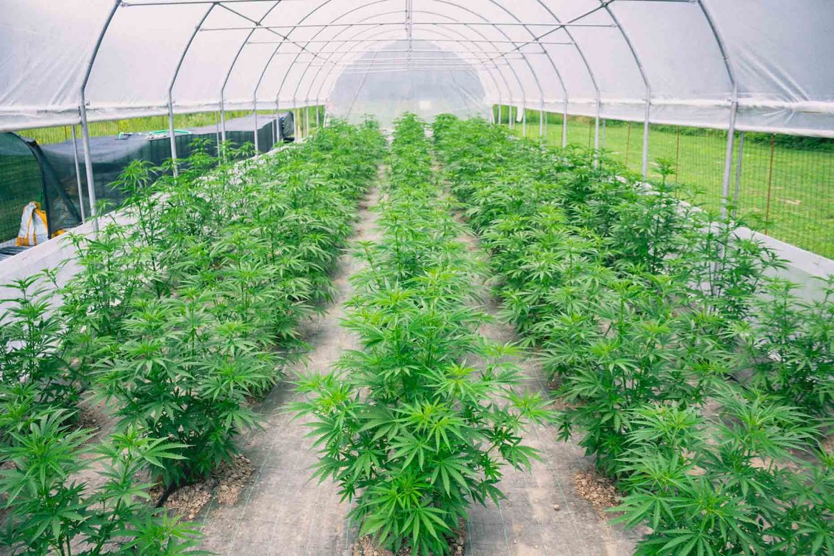 Coltivare Cannabis Light Biologica Come Farla Crescere