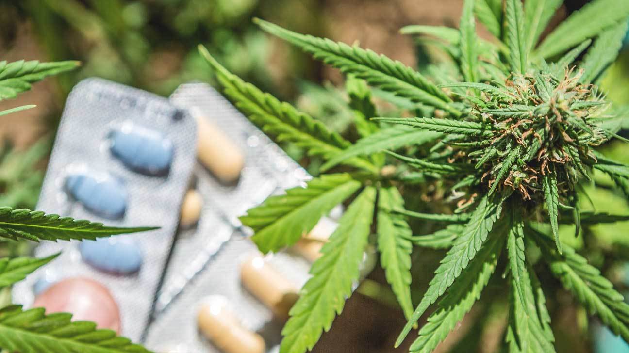 cannabis terapeutica sbarcherà Francia