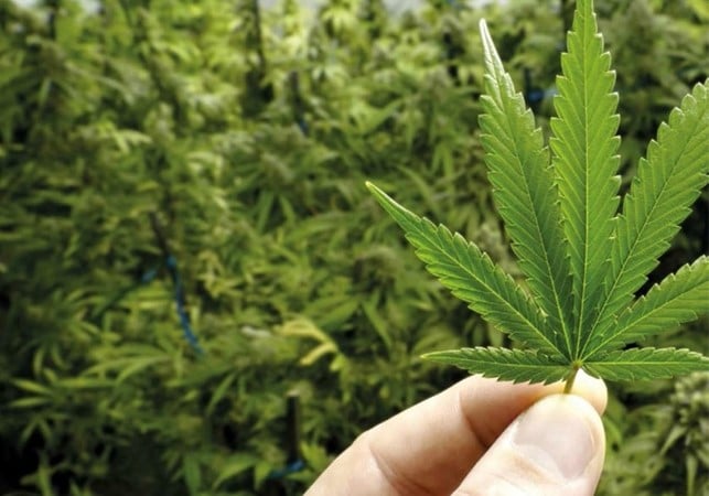 come-rigenerare-piante-cannabis-ottenere-secondo-raccolto