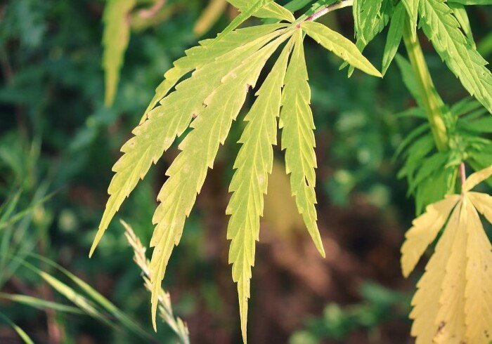 riconoscere-risolvere-carenza-potassio-piante-cannabis