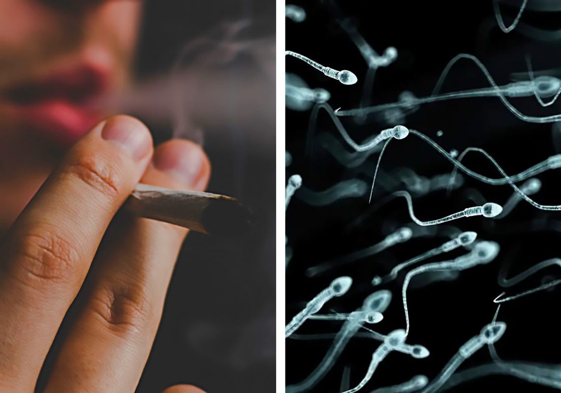 cannabis-fertilità-marijuana-aumenta-riduce-produzione-spermatozoi
