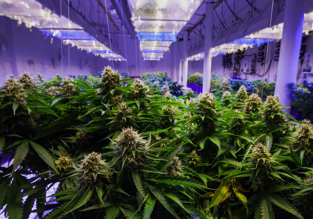 co2-coltivare-cannabis-pro-contro