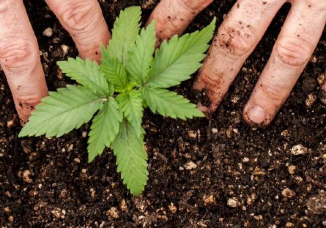 cannabis-indoor-cosa-fare-quando-la-pianta-non-fiorisce.jpg