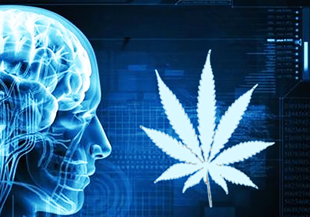 effetti-cannabis-memoria-marijuana-rende-smemorati-2