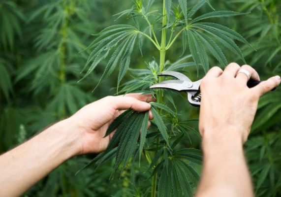 cosa-fare-foglie-cannabis-coltura-100-sostenibile