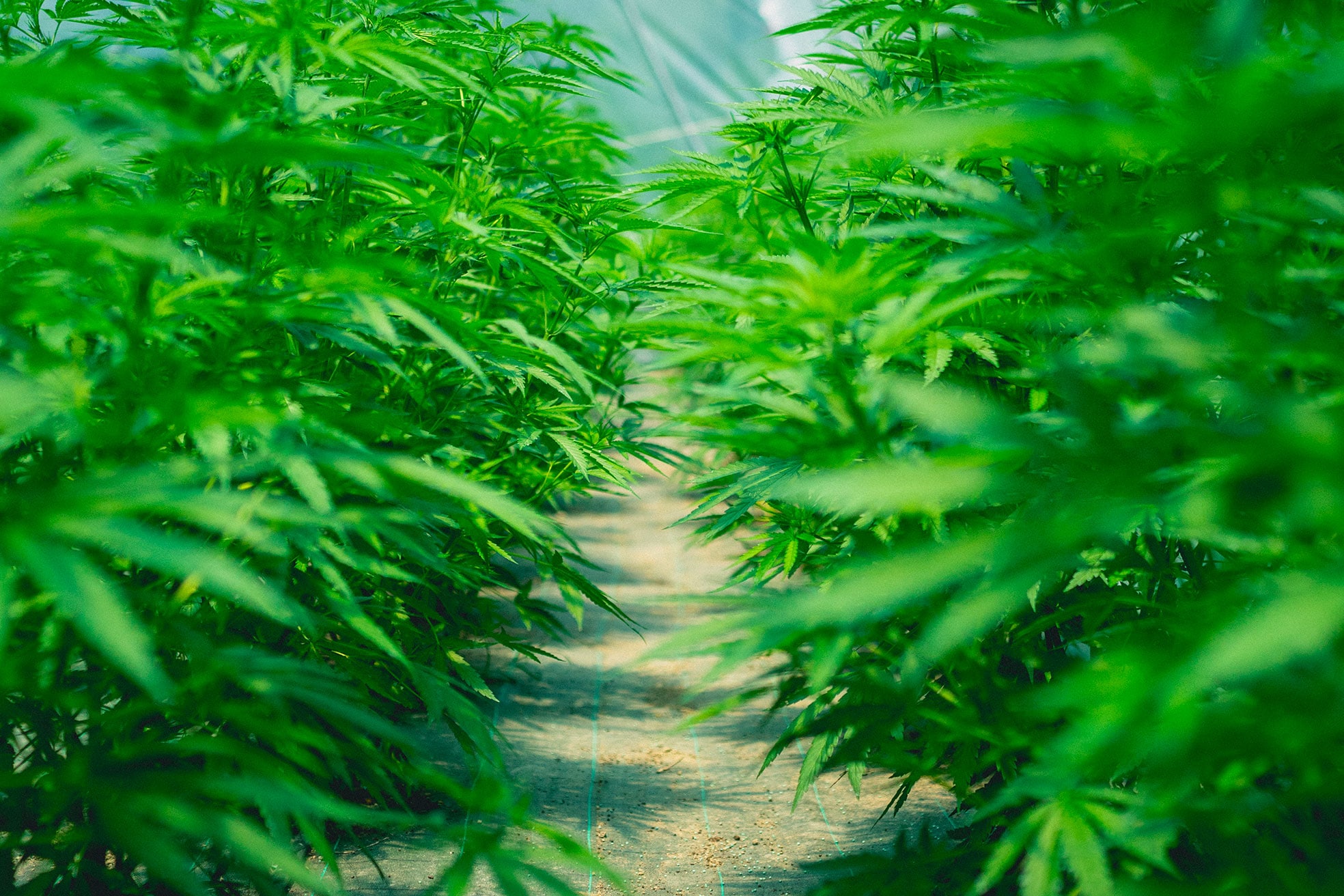 Scegliere Quale Cannabis Light Coltivare