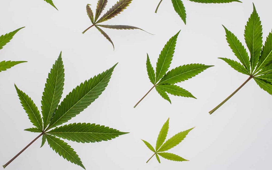 Cosa Sono Terpeni Perche Importanti