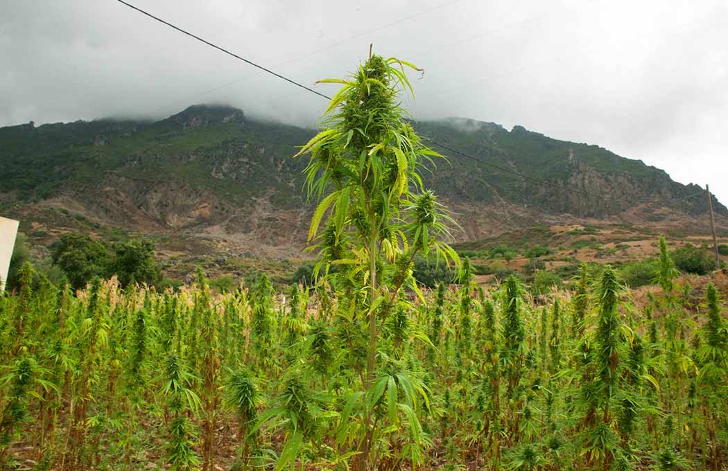 Consociazione-Piante-Alleate-Coltivazione-Cannabis