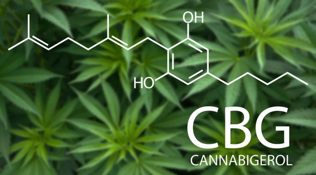 Cosa Effetti Cbg Cannabigerolo Cannabinoide Terapeutico