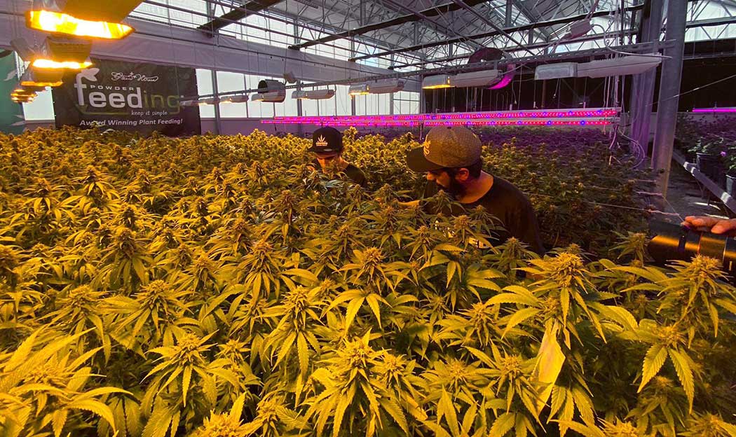 How Choose Cannabis Light Seeds Type Quality Appearance