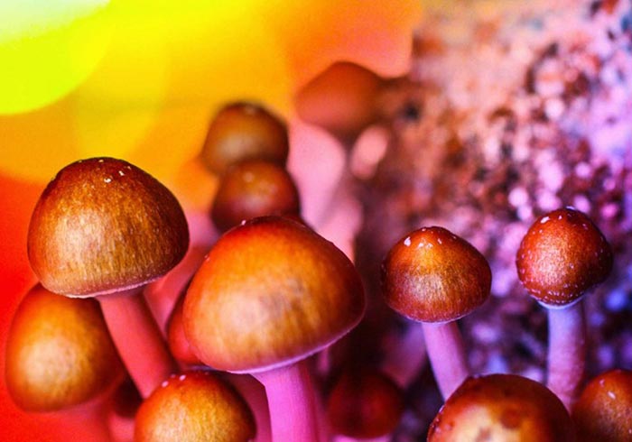 Cannabis Magic Mushroom Safe Mix Bad Trip