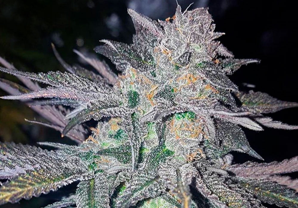 Caratteristiche della Cannabis White Widow, strain dalle origini misteriose