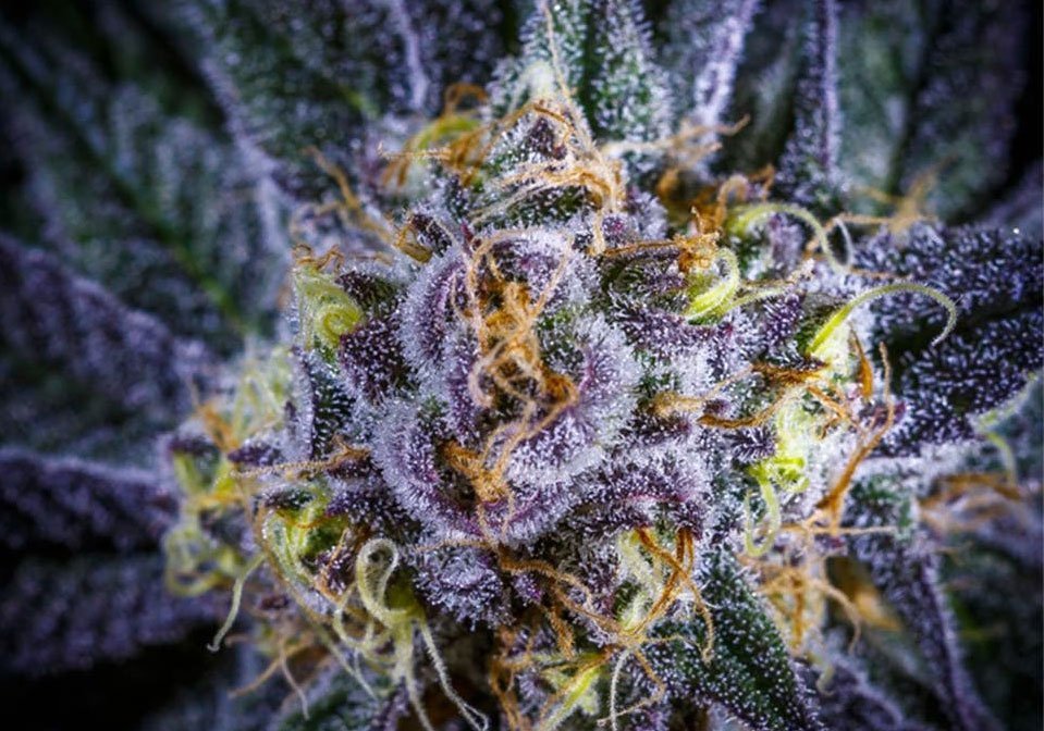 granddaddy-purple-strain-miracoloso
