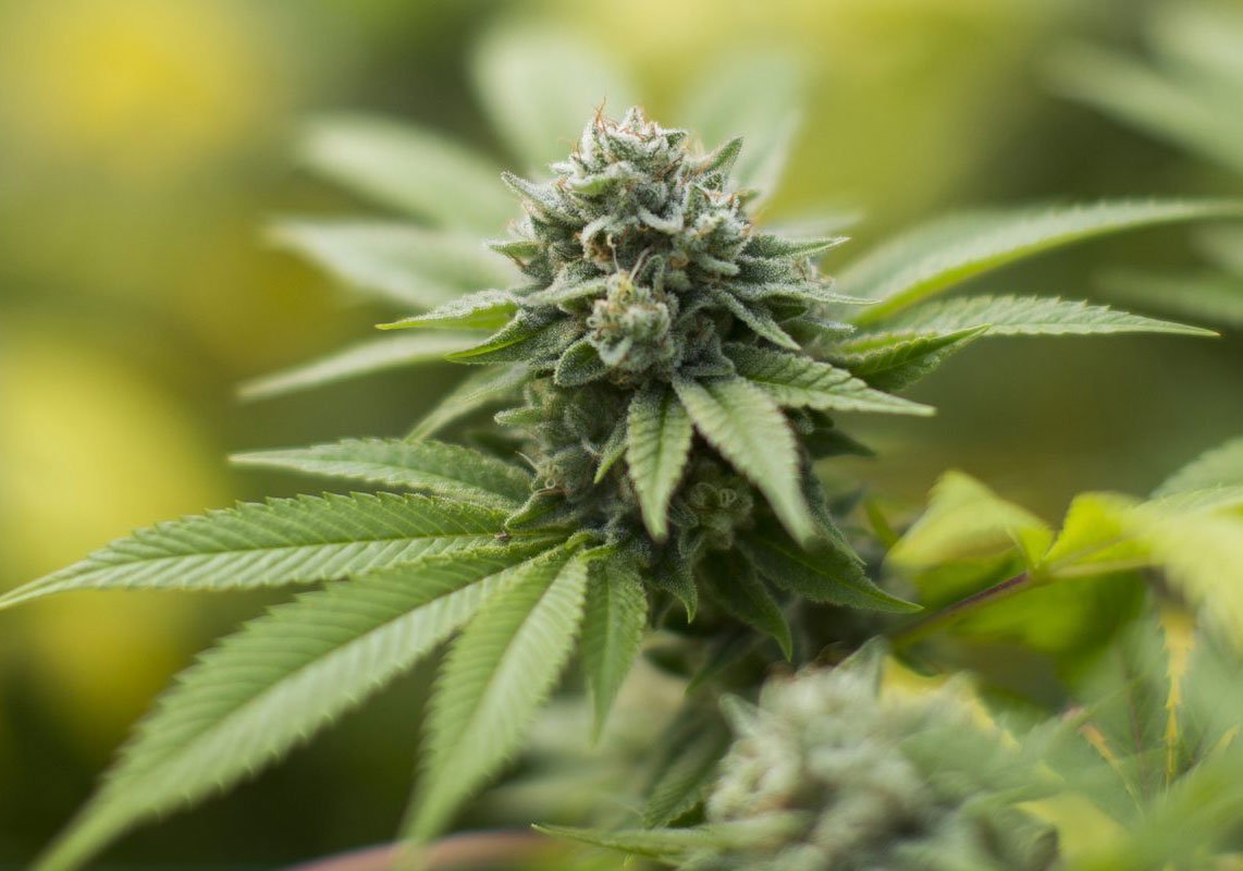 Gorilla-Glue-genetica-resina-magica