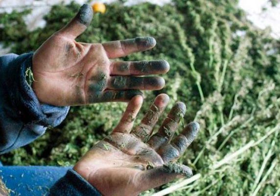 Charas, l’oro nero dell’Himalaya