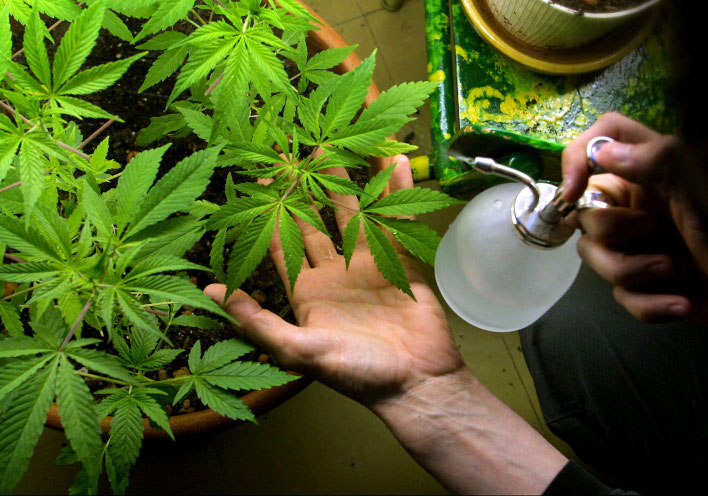 Cannabis e canapa: origini, differenze e similitudini