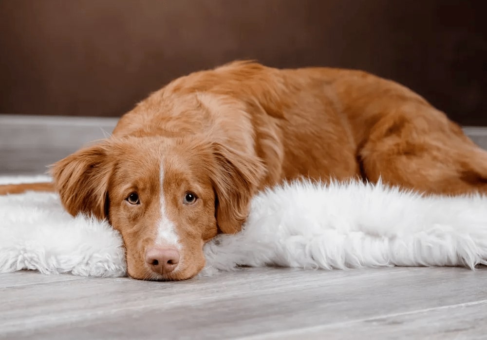 CBD e reumatismi nei cani