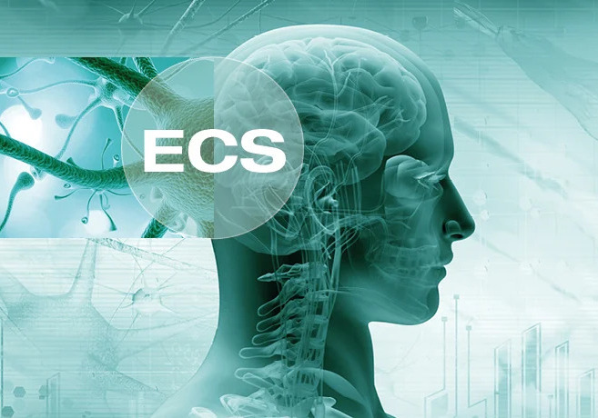 Cos'è il sistema endocannabinoide e come interagisce con la cannabis