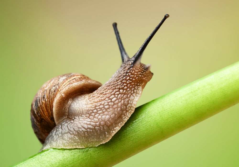 Come debellare lumache e chiocciole in modo biologico e con la cannabis