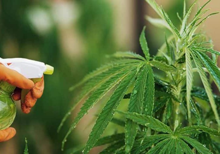 Insetticida naturale e vegetale fatto in casa: qual è il migliore?