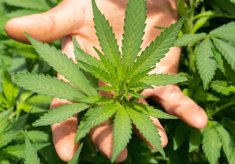 Biostimolanti: cosa sono e come usarli per coltivare cannabis bio