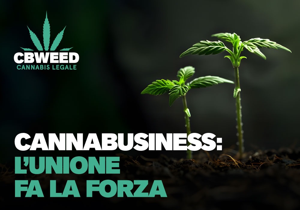 Cannabusiness: l’unione fa la forza