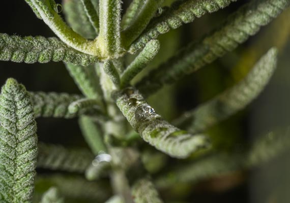 cosa-cbda-differenze-cbd-effetti-principali