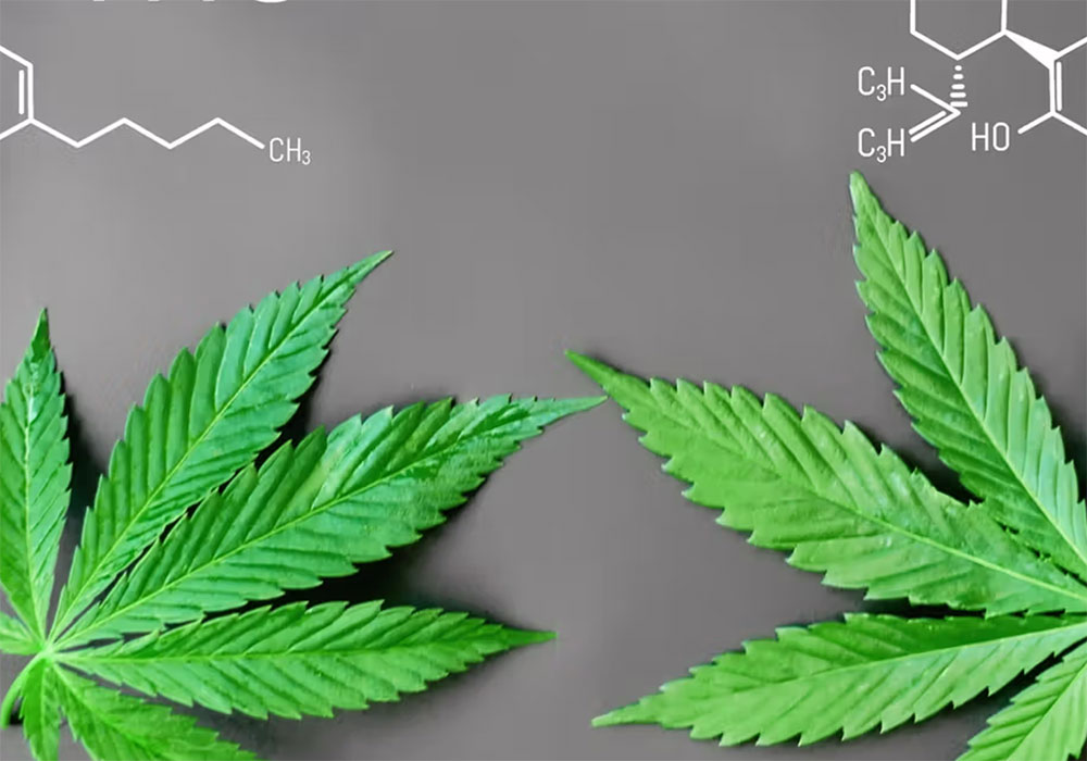 che-cosa-sono-cannabinoidi